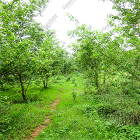 Afforestation at Vedanta Cairn Energy