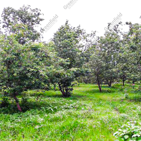 Afforestation at Vedanta Cairn Energy