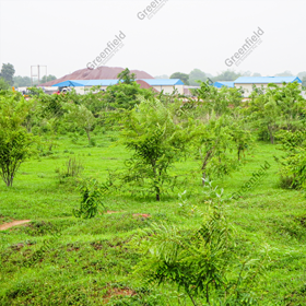 Gooseberry Plantation at Kutni Dam Khajuraho
