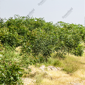Greenbelt Development at Birla White
