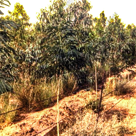 Greenbelt Development at Vedanta Cairn Energy