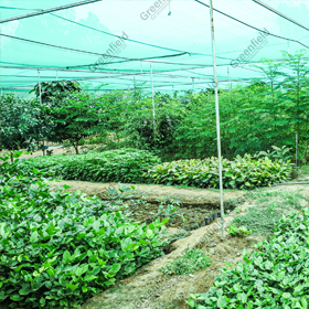 In house Plant Nursery Hindustan Zinc Ltd Agucha