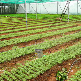 In house Plant Sapling Nursery JKLCL Surat