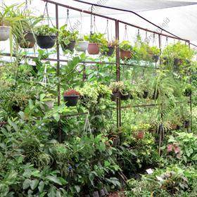 In house Plant Sapling Nursery Vedanta Cairn Energy