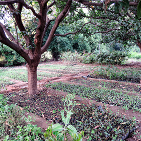 Outdoor Plant Sapling Nursery WRD Khajuraho