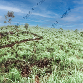 Coal Mine After Reclamation at Giral Barmer