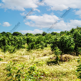 Limestone Mine Reclamation at Birla White