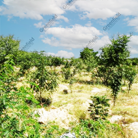 Limestone Mine Reclamation at Modi Group Bilara