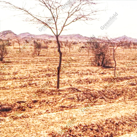 In situ Rainwater Harvesting at WRD Khajuraho