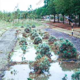 In situ Rainwater Harvesting at WRD Khajuraho